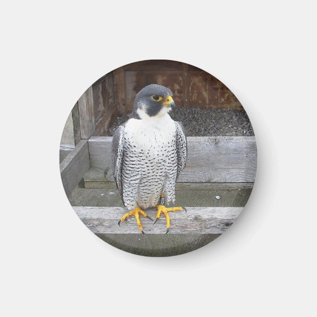 Ett annat Archer Magnet (Framsidan)