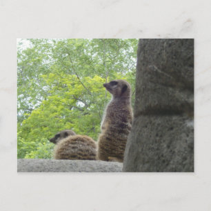 Ett annat Meerkat-vykort Vykort