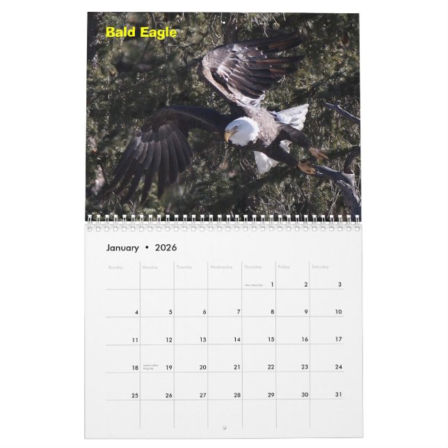 Ett år av rovfåglar kalender (Jan 2026)