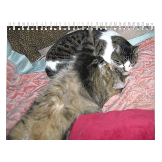 Ett år för kattunge kalender (Omslag)