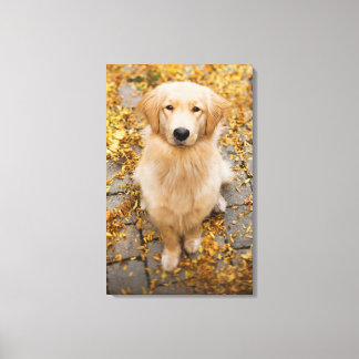 Ett år gammal Golden Retriever, porträtt Canvastryck