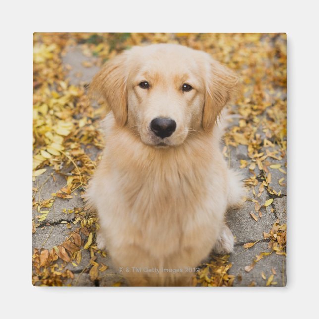 Ett år gammal Golden Retriever, porträtt Magnet (Framsidan)