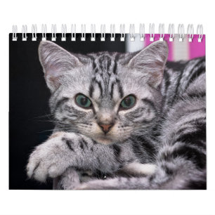 Ett år med kittfotografi av kute kalender