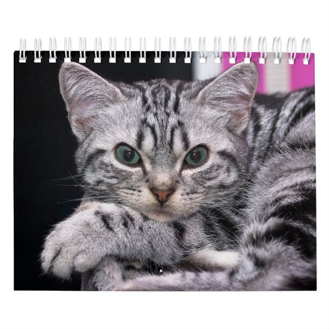 Ett år med kittfotografi av kute kalender (Omslag)