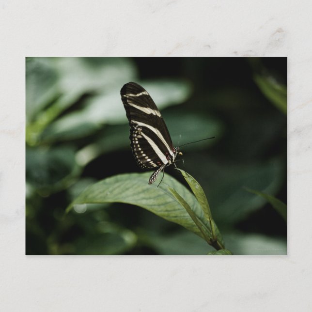 Ett balanserat vykort för måltider (Framsida)