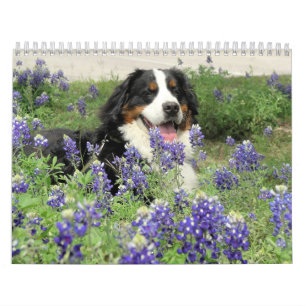Ett Berner år Kalender