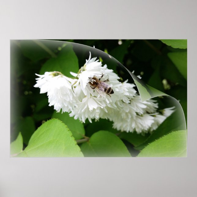 Ett bi på en sida poster (Framsidan)