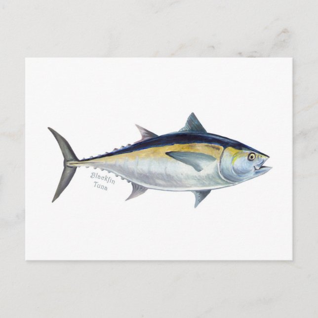 Ett Blackfin Tuna-vykort. Vykort (Framsida)