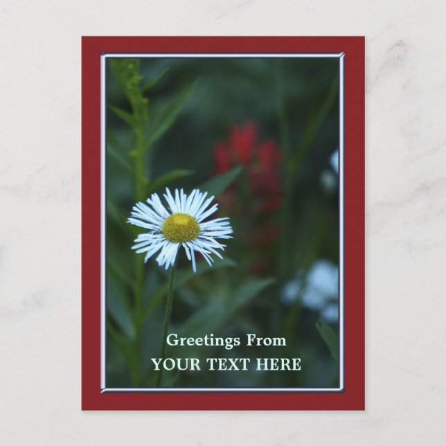 Ett blåvitt vykort för Hälsning Daisy (Framsida)