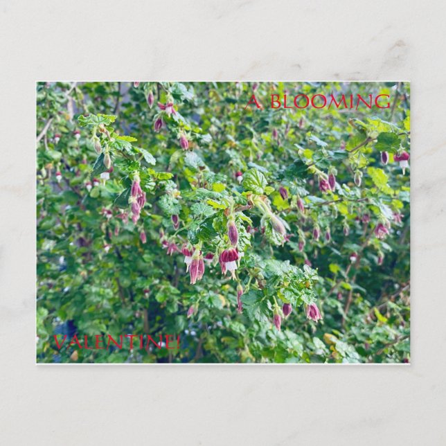 ETT BLOMMALVÄRDEPOSTKORT VYKORT (Framsida)