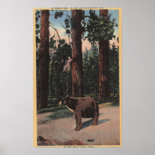 Ett brunbjörn i Skogen Poster