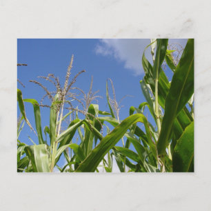 Ett Corny-vykort! Vykort