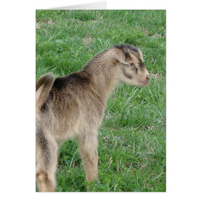 Ett-dagars-åring-Thunder-geten Hälsningskort (Framsidan)