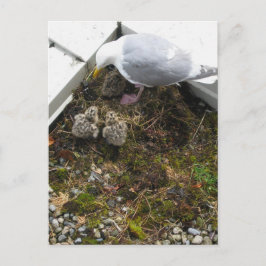 Ett dagars gammalt vaktkort för Chickar Vykort