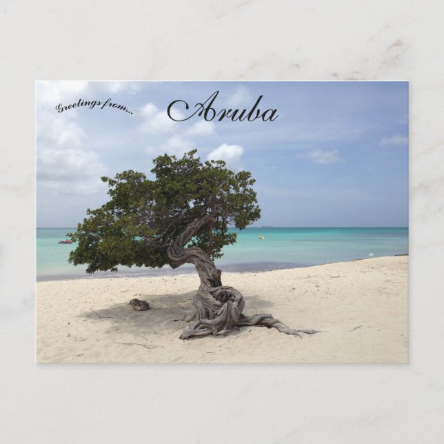 Ett Divi Divi-träd på Eagle Beach i Aruba Vykort (Framsida)