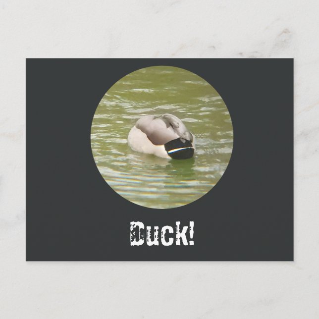 Ett duckande ankdjup vykort (Framsida)