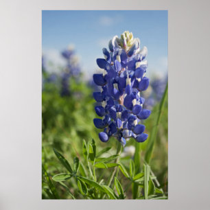 Ett enda Blånät Texas Poster