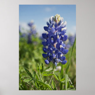 Ett enda Blånät Texas Poster