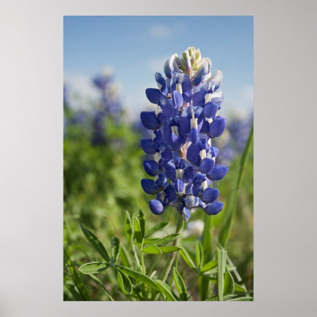 Ett enda Blånät Texas Poster (Framsidan)