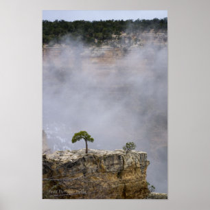 Ett ensamt grand Canyonträd Poster
