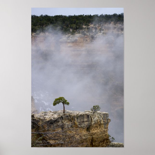 Ett ensamt grand Canyonträd Poster (Framsidan)