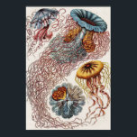 Ett exempel på marint liv - Ernst Haeckel Poster<br><div class="desc">Discomedusae-Scheibenquallen från Kunstformen der Natur (1904) av german zoolog, naturalist, professor och marinbiolog, Ernst Haeckel (1843-1919). Ursprungligen från Bibliotek i kongressen. De geometriska formerna och de naturliga formerna fångas med exceptionell precision.</div>