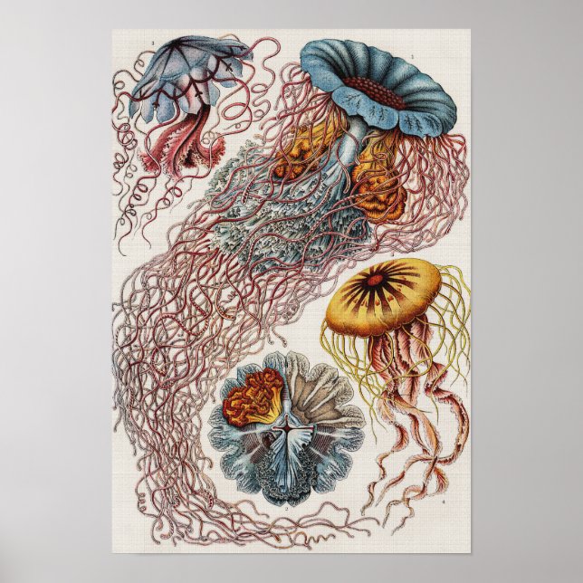 Ett exempel på marint liv - Ernst Haeckel Poster (Framsidan)
