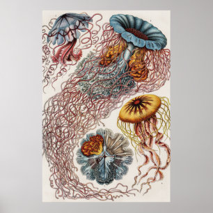 Ett exempel på marint liv - Ernst Haeckel Poster