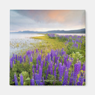 Ett fält av Lupinevildblommar på den norr kusten Magnet