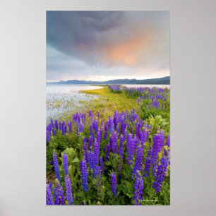 Ett fält av Lupinevildblommar på den norr kusten Poster