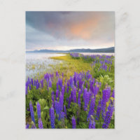 Ett fält av Lupinevildblommar på den norr kusten