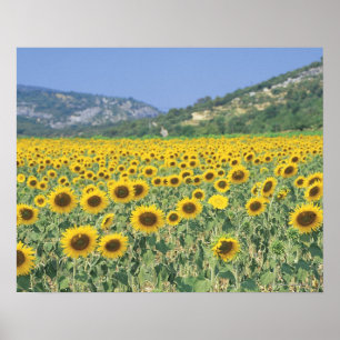 ett fält av solrosor poster