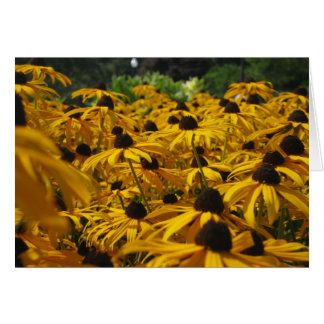 Ett fält av Susies OBS Kort