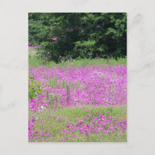 Ett fält med rosa vårvildblommor vykort