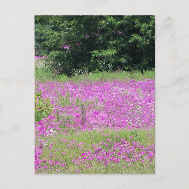 Ett fält med rosa vårvildblommor vykort (Framsida)