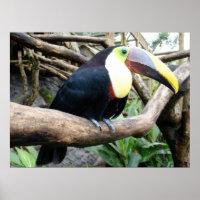 Ett fantastiskt foto av en vacker Toucan!