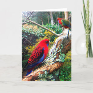 Ett färg-foto av en Crimson Rosella. Kort