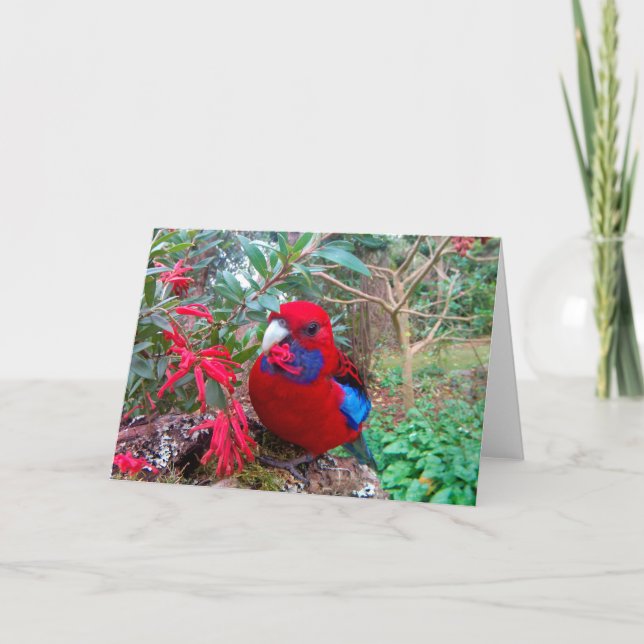 Ett färg-foto av en Crimson Rosella. Kort (Framsida)