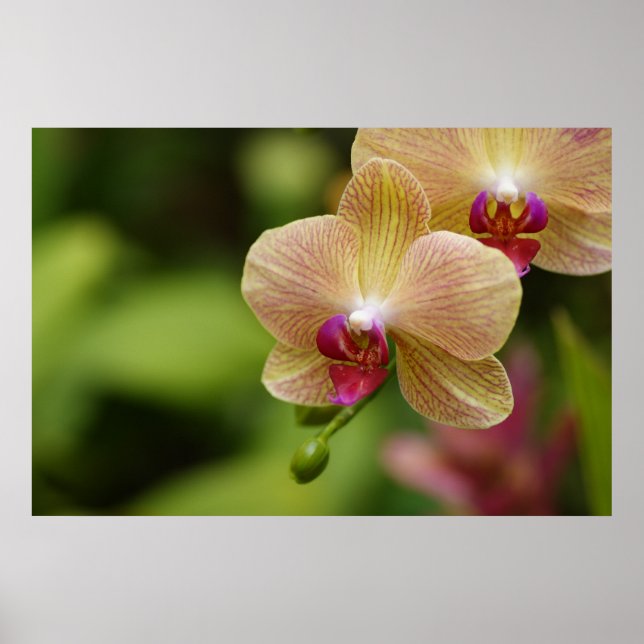 Ett fint par poster (Framsidan)