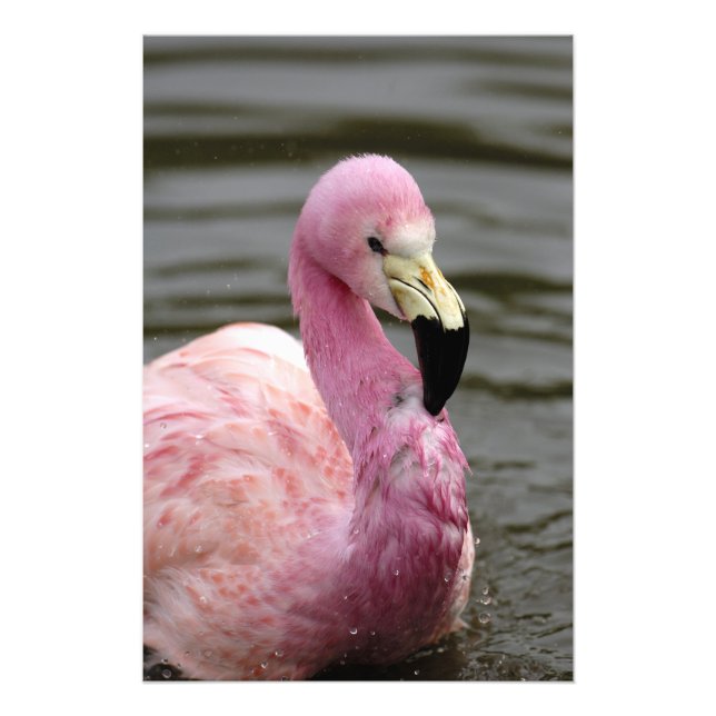 Ett foto av Andean Flamingo i fångenskap (Framsidan)