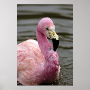 Ett foto av Andean Flamingo i fångenskap Poster