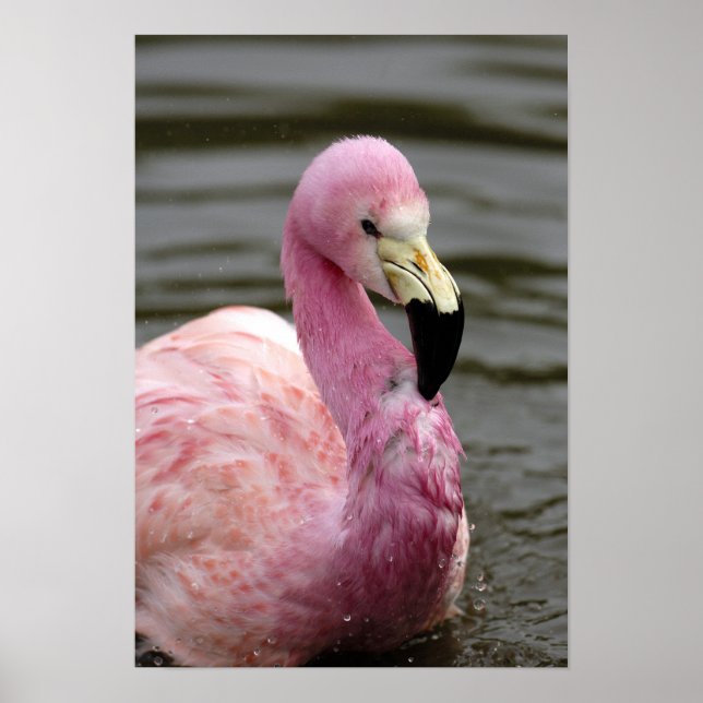 Ett foto av Andean Flamingo i fångenskap Poster (Framsidan)