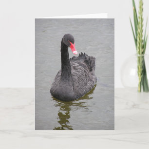 Ett foto av Black Svan på ett anteckningskort
