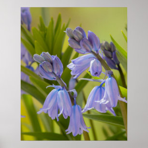 Ett foto av engelska Bluebells Poster/skriver ut Poster