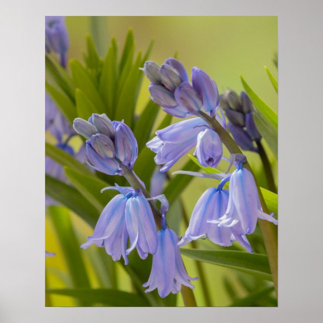 Ett foto av engelska Bluebells Poster/skriver ut Poster (Framsidan)