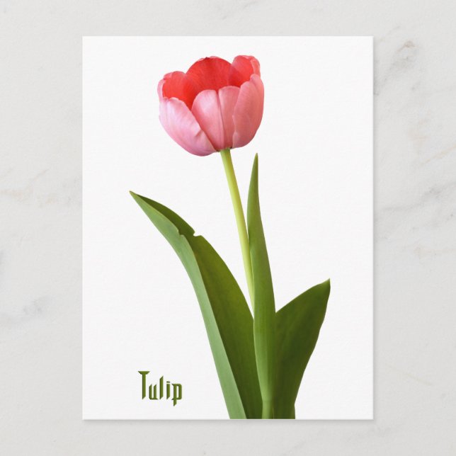 Ett foto av Rosa Vår Tulip Nature Blommigt  Vykort (Framsida)