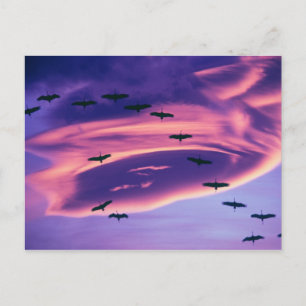 Ett fotokomposit av sandhill-tranor under flygning vykort