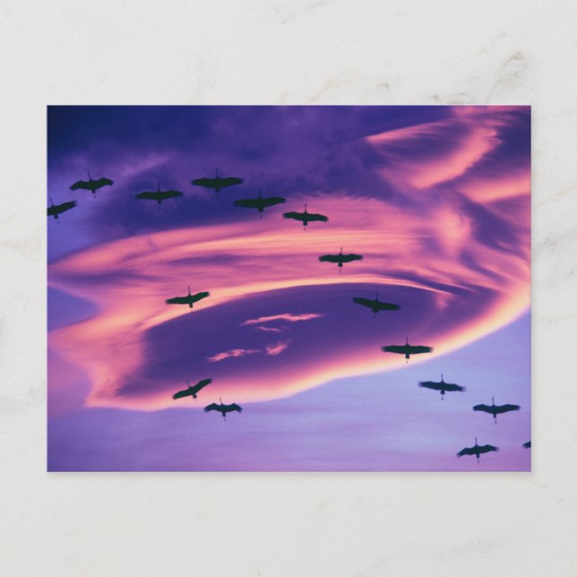 Ett fotokomposit av sandhill-tranor under flygning vykort (Framsida)