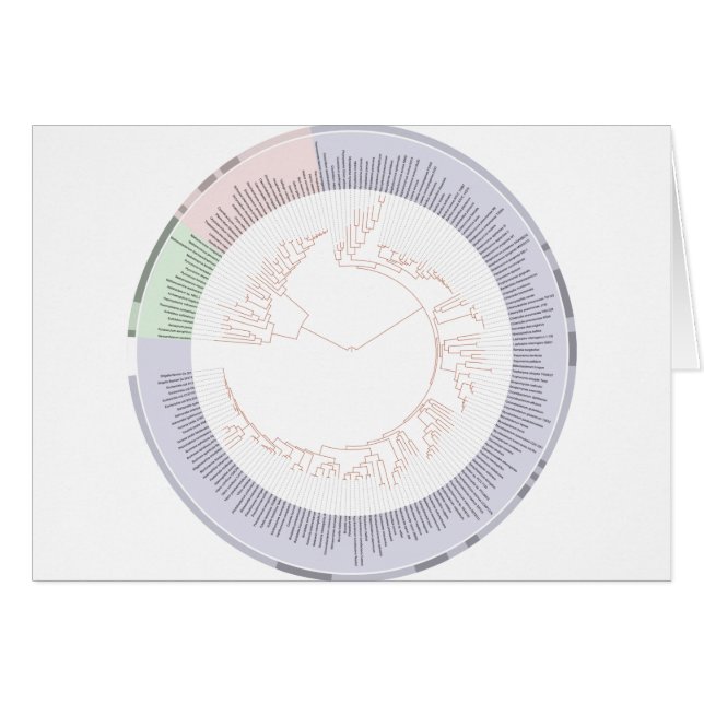Ett fylogenetiskt livets träd-diagram hälsningskort (Framsidan Horizontal)