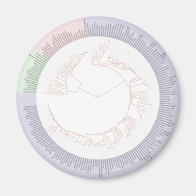 Ett fylogenetiskt livets träd-diagram magnet (Framsidan)
